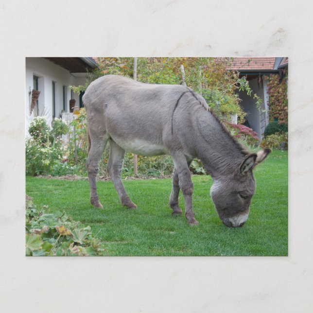 Biologische Rasenmäher auf vier Höhlen Postkarte (Vorderseite)