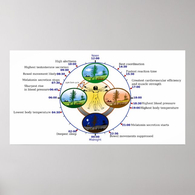 Biologische Schlaf-Uhr Poster (Vorne)