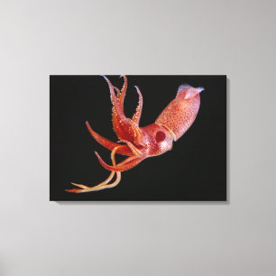 Bioluminescent Hahn-Auge Tintenfisch Leinwanddruck