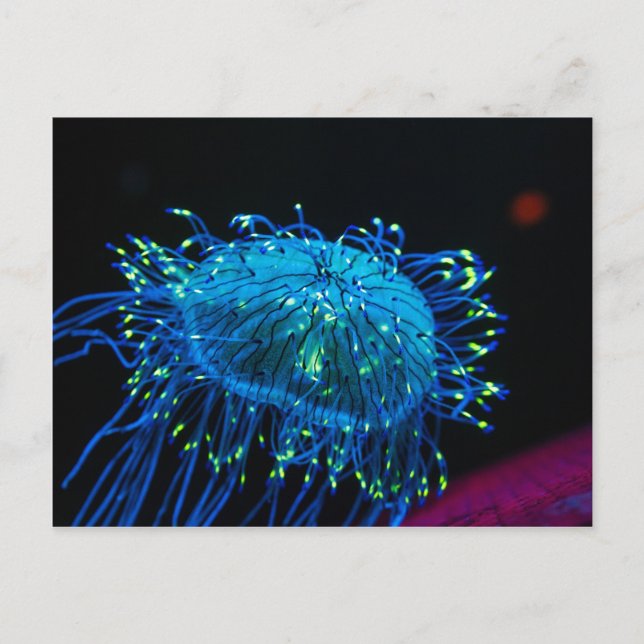 Biolumineszenz Postkarte (Vorderseite)