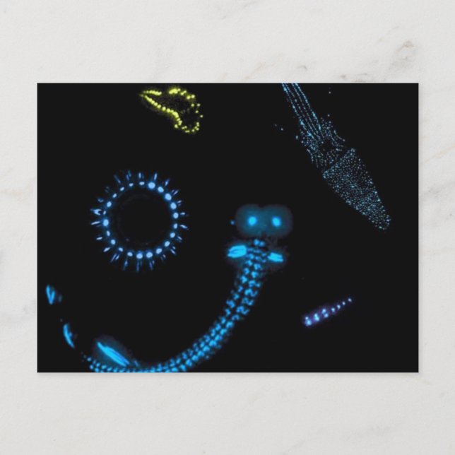 Biolumineszenz Postkarte (Vorderseite)