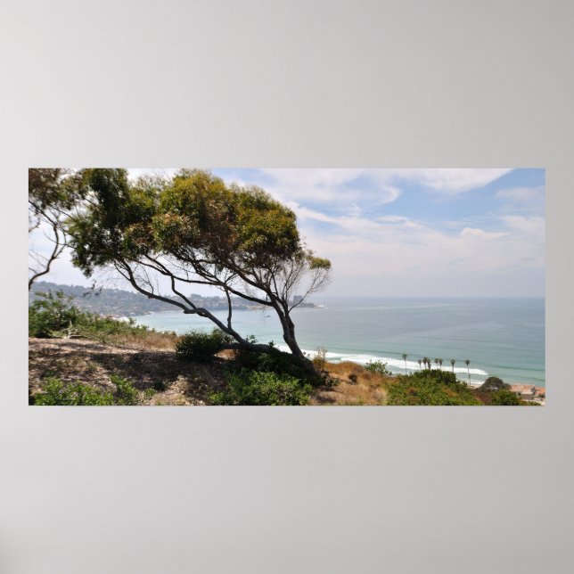 Birch Aquarium Panorama Poster (Vorne)