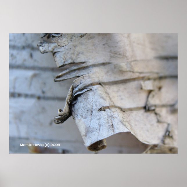Birch Bark Poster (Vorne)
