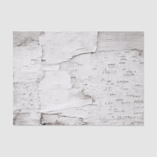 Birch Bark Tree Weiße Landwälder Seidenpapier (Vorderseite)