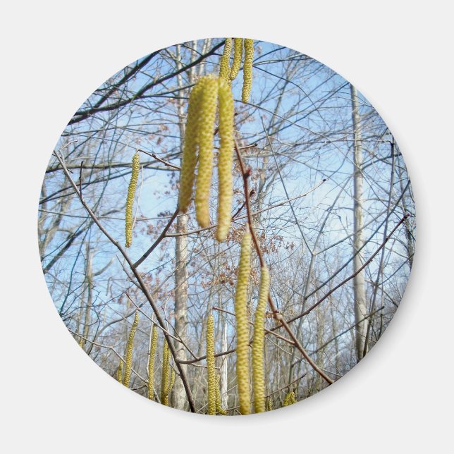 Birch Catkins Magnet (Vorne)