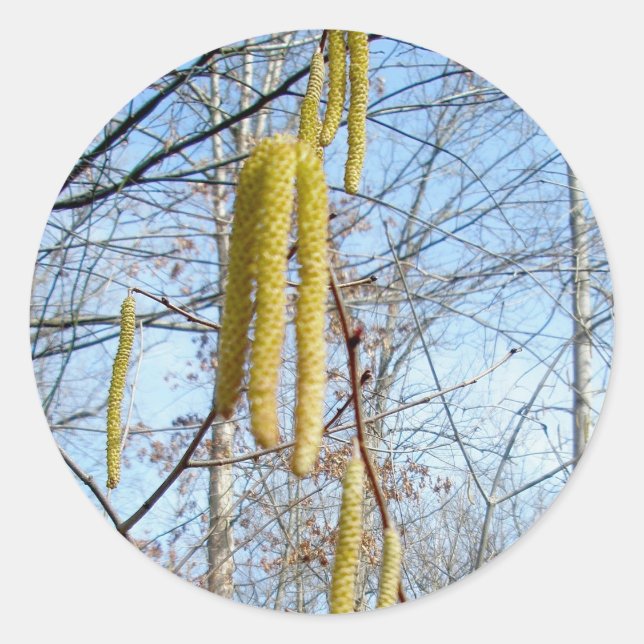 Birch Catkins Stickers (Vorderseite)