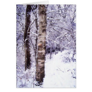 Birch d'hiver