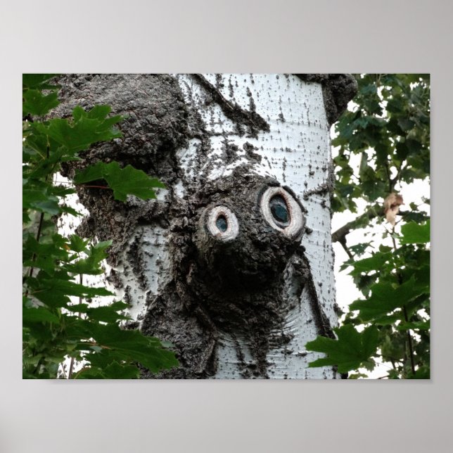 Birch Face Tree Fotografy Value Poster Paper (Vorne)