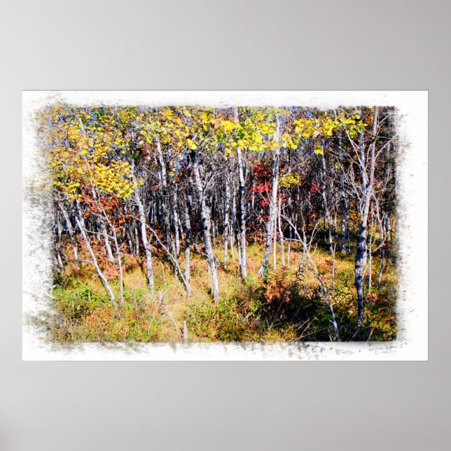 Birch Forest Print Poster (Vorne)