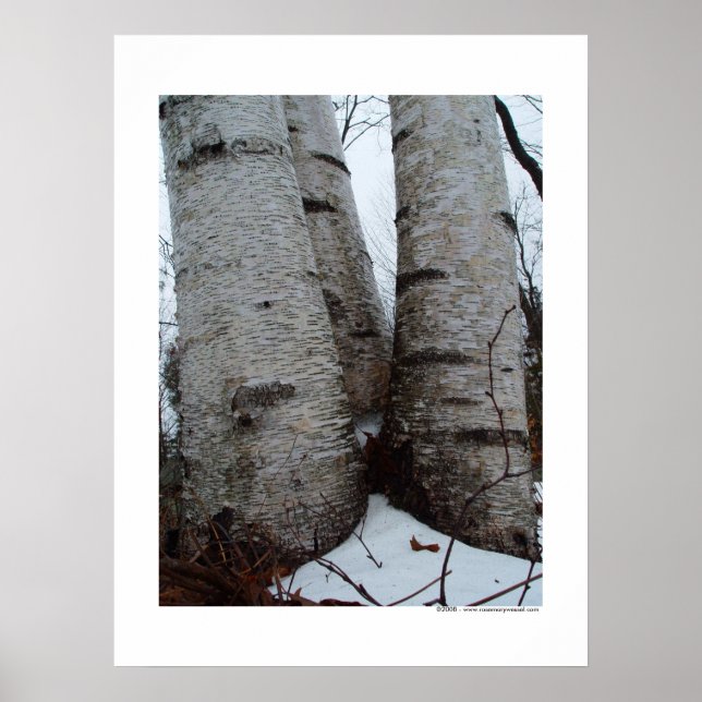 Birch Grove Poster (Vorne)