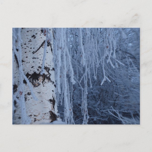 Birch im Winter weinen Postkarte (Vorderseite)