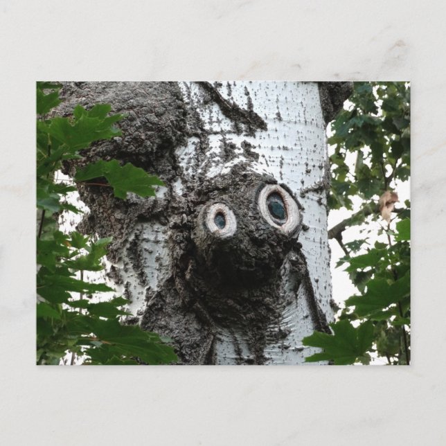 Birch Soul Tree Magic Face Fotografie Postcard Postkarte (Vorderseite)