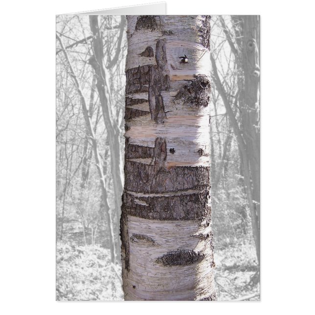 Birch Tree (Devant)