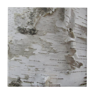 Birch Tree Bark Peeled Old Foto Fliese