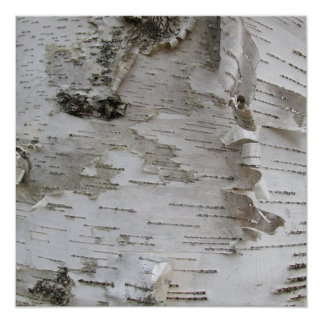 Birch Tree Bark Peeled Old Foto Poster (Vorderseite)