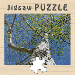 Birch Tree Crown Foto -