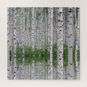 Birch Tree Forest Nature