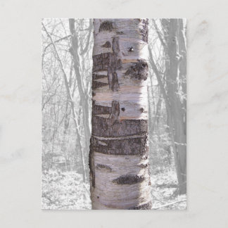 Birch Tree Postkarte