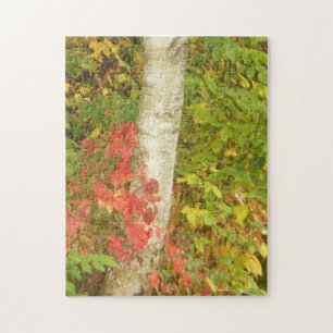 Birch Tree Trunk