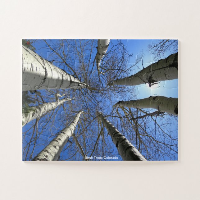 Birch Trees Colorado (Horizontal)