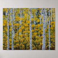 Birch Trees | Forêt d'Aspen | Poster des feuilles