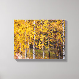 Birch Trees in der Nähe von Denali Alaska, Herbst, Leinwanddruck