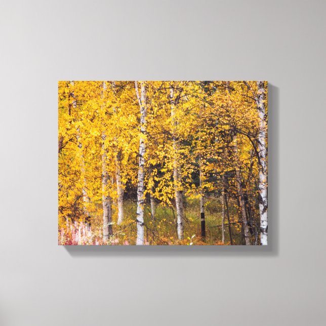 Birch Trees in der Nähe von Denali Alaska, Herbst, Leinwanddruck (Vorderseite)