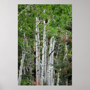 Birch Trees Mount Charleston Nevada Poster