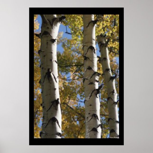 Birch Trees Poster (Vorne)
