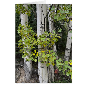 Birch Trees Skilak - 5" x 7" Art Card