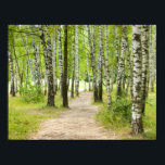 Birchwood Poster<br><div class="desc">Straße in einem Birkenwald</div>