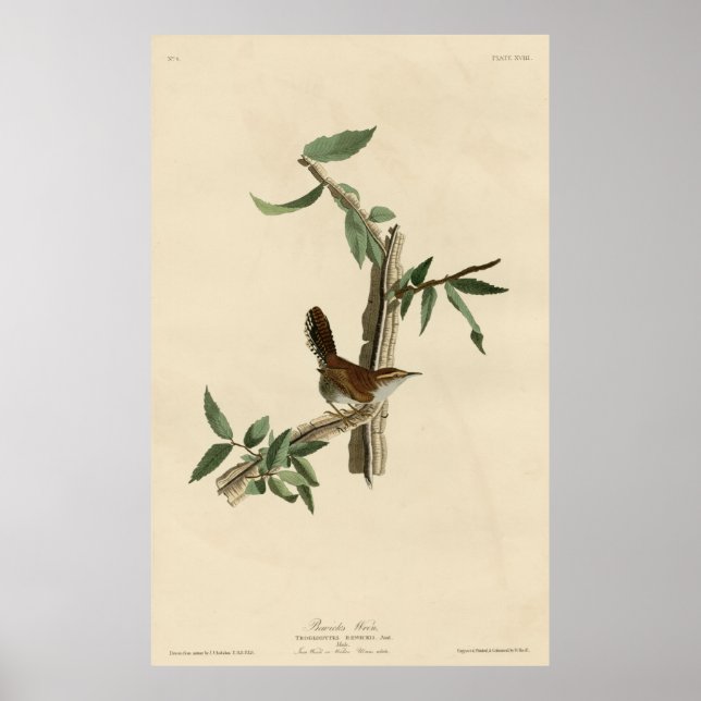 Bird, America, Bewick Wren, Audubon, Vintag Poster (Vorne)