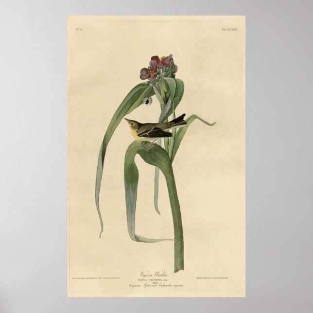 Bird, America, Vigor Warbler, Audubon, Vintag Poster (Vorne)