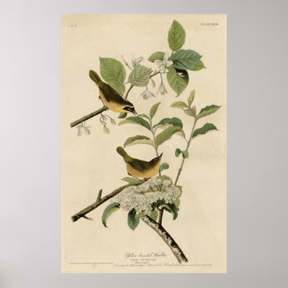 Bird, America, Yellow Breastler Warbler, Audubon Poster