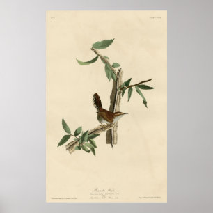 Bird, Amerika, Bewick Wren, Audubon, Vintage, Poster