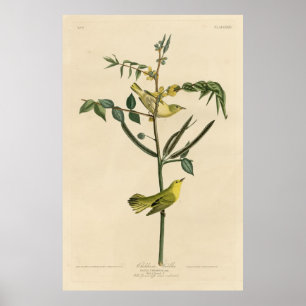 Bird, Amerika, Children Warbler, Audubon, Vintage, Poster