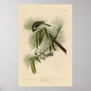 Bird, Amerika, Crested Titmouse, Audubon, Vintage, Poster