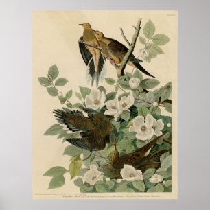 Bird, Amerika, Von den Karolinen Turtle Dove, Poster