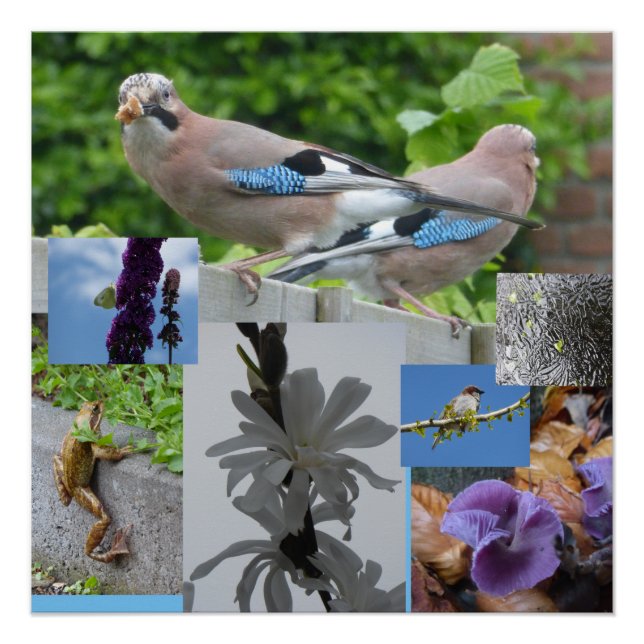 Bird Animal Pflanze Collage Square Poster (Vorderseite)