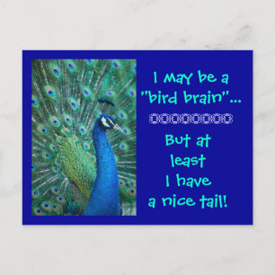 Bird Brain But Nice Tail Postkarte
