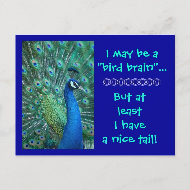 Bird Brain But Nice Tail Postkarte (Vorderseite)