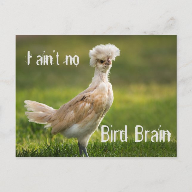Bird Brain Funny Chicken Postkarte (Vorderseite)