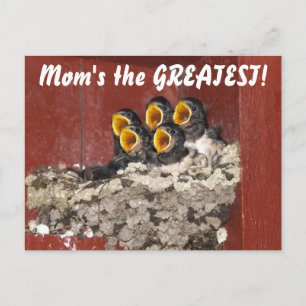 Bird Choir Sings Happy Mother Day to Mama Postkarte