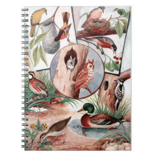 ‚Bird Combo‘ Notizblock