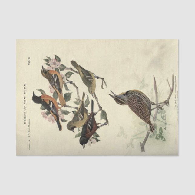 Bird Ephemera Decoupage Floral Blume Seidenpapier (Vorderseite)