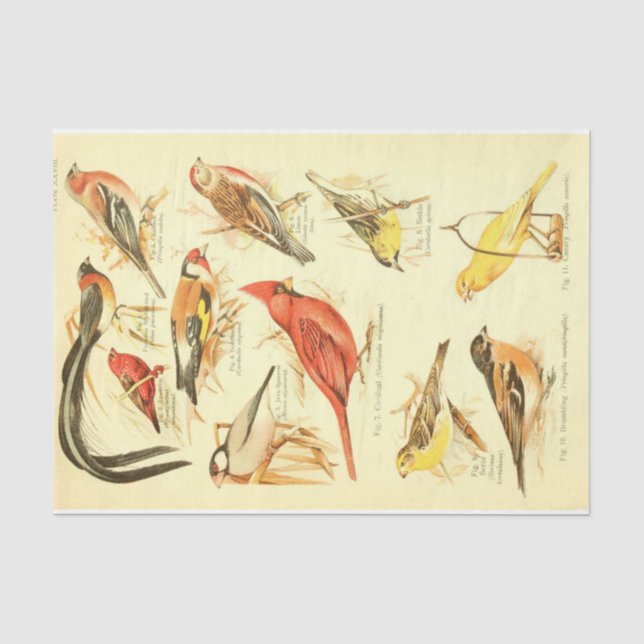 Bird Ephemera Decoupage Kardinal Seidenpapier (Vorderseite)