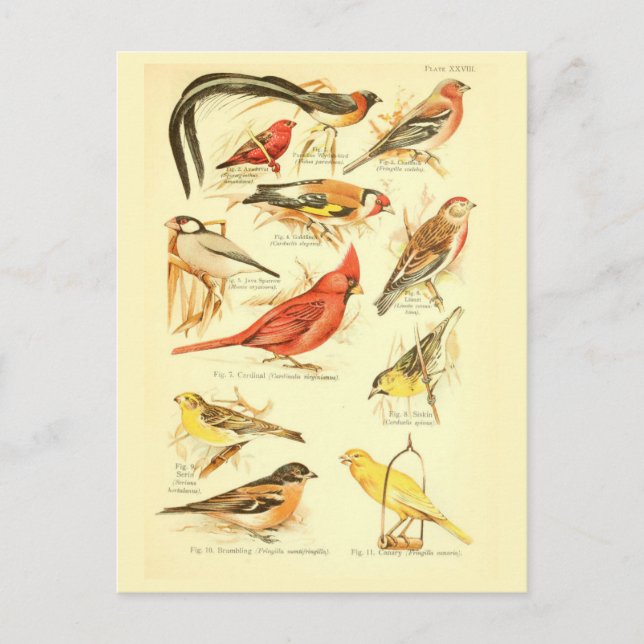 Bird Ephemera Decoupage Kardinal Vintage Kunst Postkarte (Vorderseite)