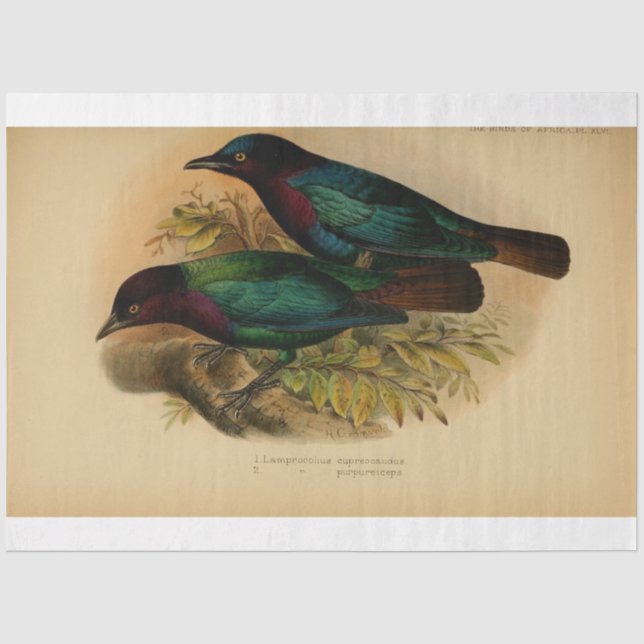 Bird Ephemera Decoupage Lila Aquamarin Seidenpapier (Vorderseite)