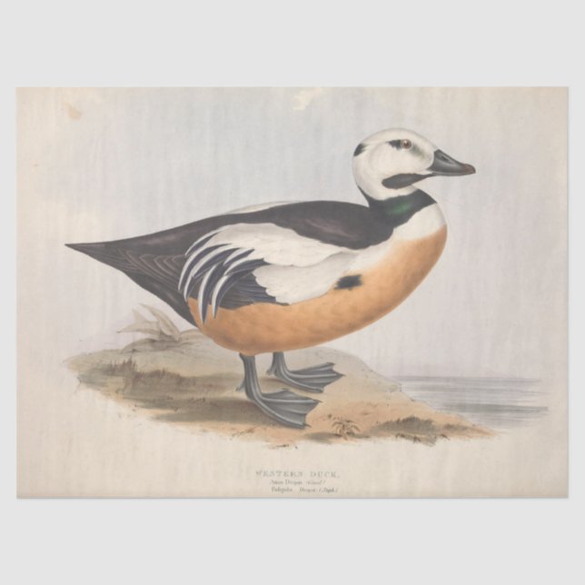 Bird Ephemera Decoupage Vintag Duck Seidenpapier (Vorderseite)