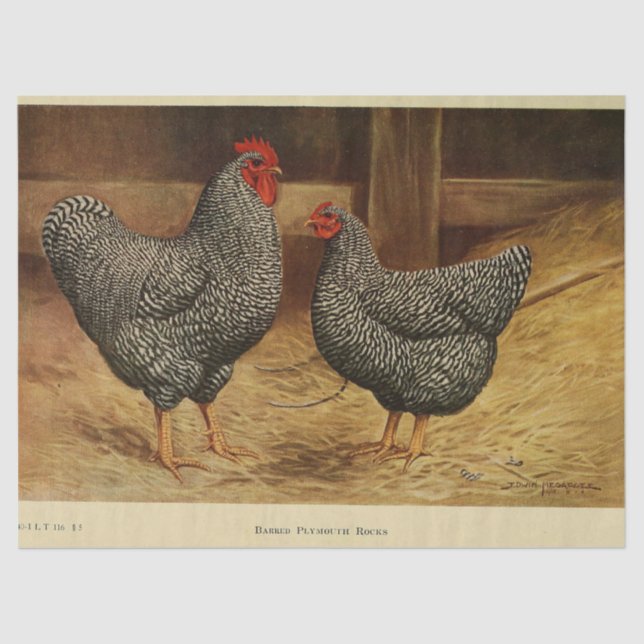 Bird Ephemera Decoupage Vintag Rooster Hen Barn Seidenpapier (Vorderseite)